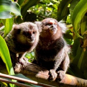 Rainforest Hike in Rio: Tijuca Waterfalls, Wildlife & Caves