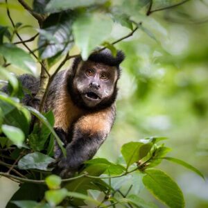 Explore the Best of Tijuca Forest – Hike to Peaks, Caves & Falls